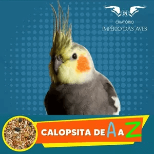 O Curso Calopsita de A a Z Funciona? Sim, o Curso Calopsita de A a Z funciona. Neste curso, o biólogo Paulo Baltazar compartilha seus mais de vinte anos de experiência com criação de calopsitas. Você vai aprender absolutamente tudo que precisa para dar uma criação de primeira pra sua amiga de penas. O Curso Calopsita de A a Z Vale a Pena? Sim, o Curso Calopsita de A a Z vale a pena. O curso é apresentado em vídeo, e o instrutor, Paulo Baltazar, é um biólogo e criador experiente com mais de 20 anos de experiência em criação de calopsitas. O conteúdo abrange uma ampla gama de informações, desde a escolha da calopsita até a manutenção de sua saúde e bem-estar ao longo do tempo. Além disso, o curso oferece diversos bônus, como aulas adicionais sobre nutrição, reprodução, prevenção de obesidade, listas detalhadas de itens permitidos e proibidos, entre outros.